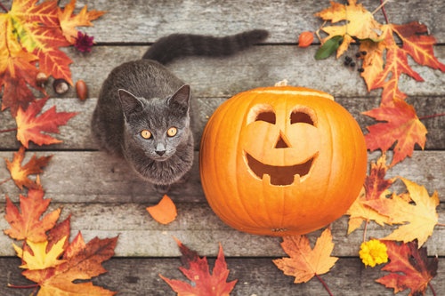 NASC-kitty-and-pumpkin.jpg NASC-kitty-and-pumpkin.jpg
